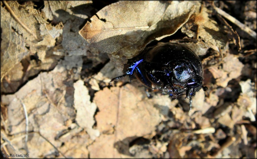 Femmina di Trypocopris pyrenaeus cyanicolor, Geotrupidae